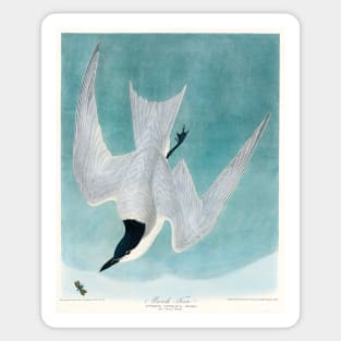 Marsh Tern from Birds of America (1827) Sticker